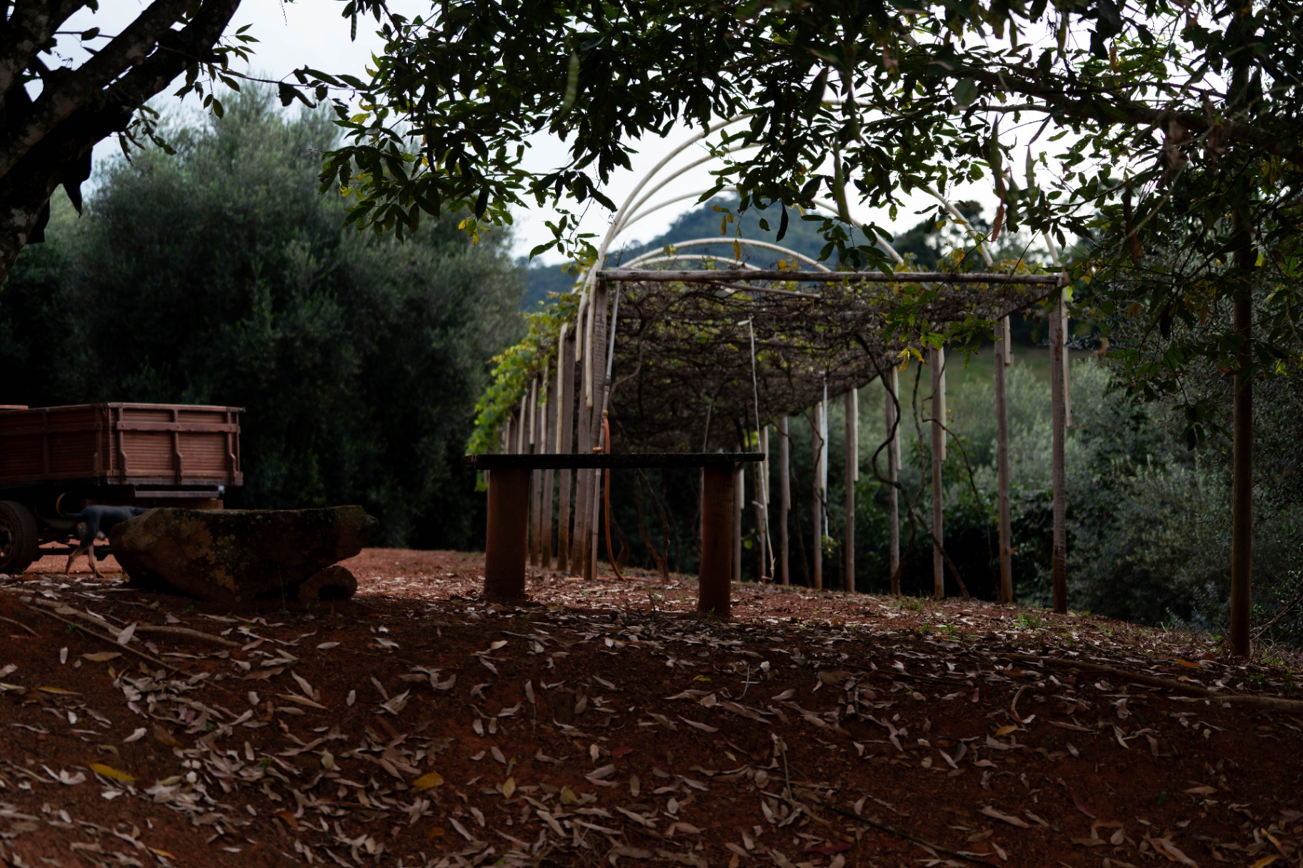 View of the Olivas Gerais farm with pergola and Mantiqueira countryside.