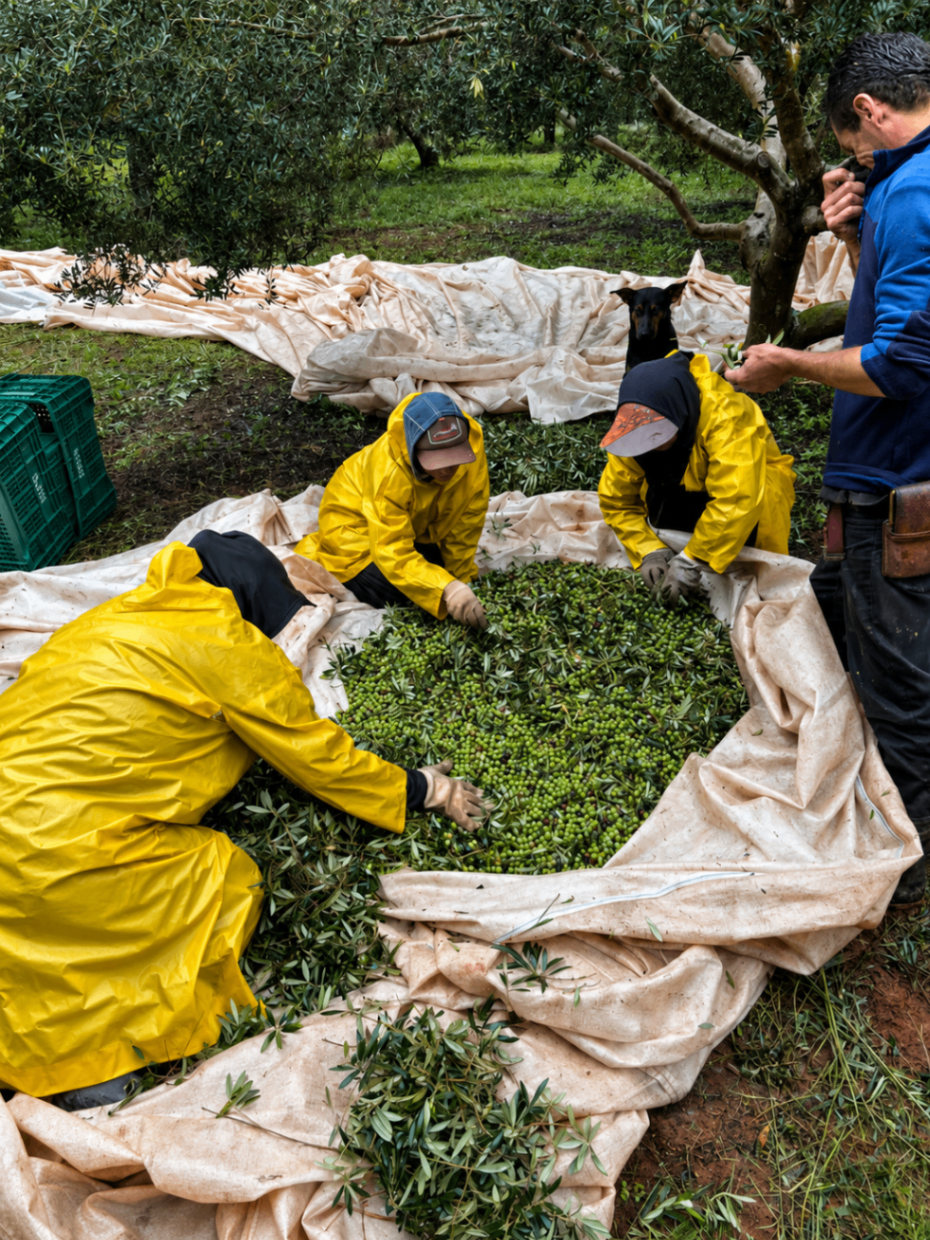 Harvest team hand-picking olives in the Olivas Gerais grove.